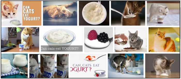 Les chats peuvent-ils manger du yaourt grec ? Vous ne croirez pas en le lisant