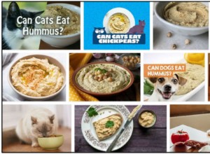 Могут ли кошки есть хумус? Стоит ли кормить ею своих кошачьих друзей