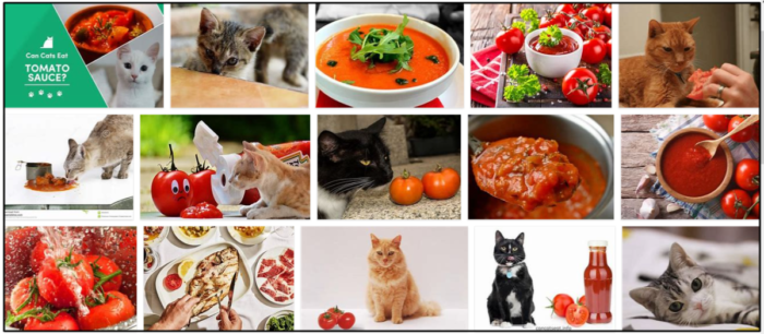 Mohou kočky jíst rajčatovou omáčku? Je to pro ně bezpečné nebo ne