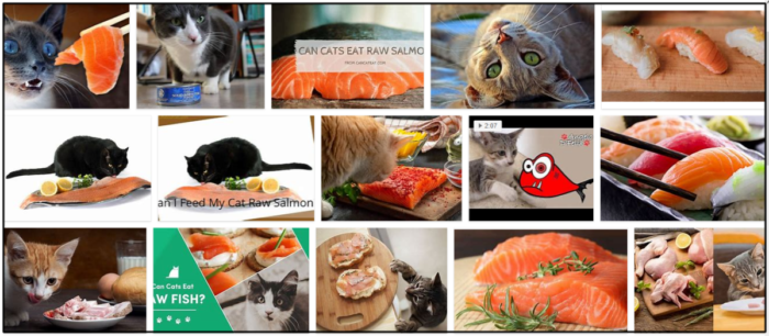 Os gatos podem comer salmão cru? Descubra os benefícios de saúde para seus amigos felinos