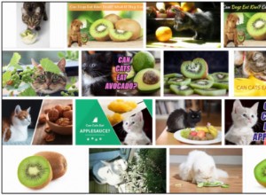 Kunnen katten kiwi s eten? Leer de ongelooflijke waarheid