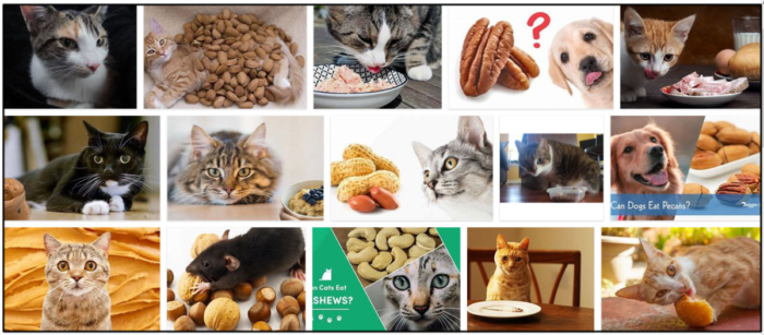 猫はピーカンナッツを食べることができますか？彼らはそれが好きかどうかさえ 