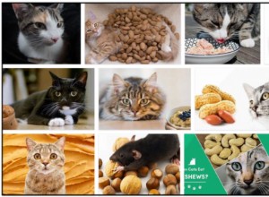 Kunnen katten pecannoten eten? Vinden ze het zelfs leuk of niet