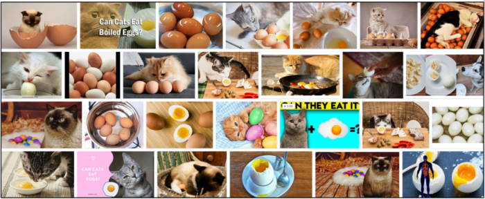 Kan katter äta kokta ägg? Läs om den otroliga sanningen