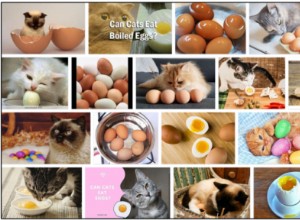 Můžou kočky jíst vařená vejce? Přečtěte si o Neuvěřitelné pravdě