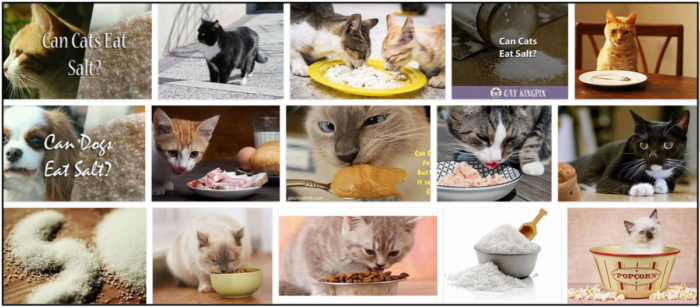 고양이가 소금을 먹을 수 있습니까? 먹이를 주기 위해 익혀야 할 강력한 습관