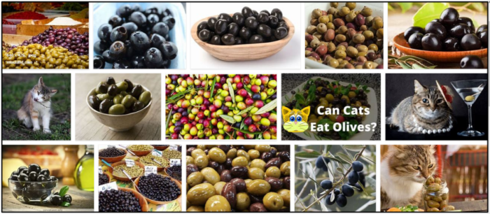 I gatti possono mangiare le olive nere? Scopri come nutrire accuratamente il tuo animale domestico