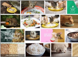 Mohou kočky jíst bílou rýži? Zjistěte nyní pravdu