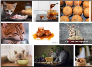 고양이가 카라멜을 먹을 수 있습니까? 건강한 식단을 위한 최선의 방법