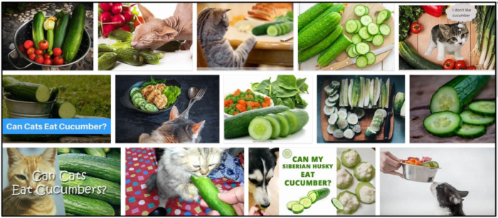 Kunnen katten komkommer eten? Essentiële feiten die u moet leren