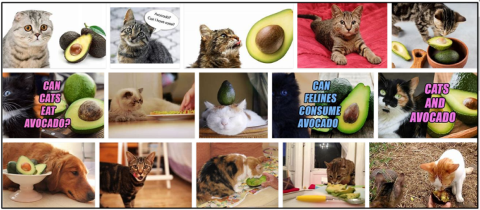 Могут ли кошки есть авокадо? Следует ли кормить или избегать
