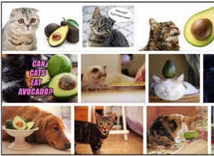 Kunnen katten avocado eten? Moet je eten of juist vermijden