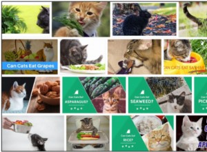 Můžou kočky jíst kopr? Odpovědi na všechny vaše otázky týkající se zdravé výživy