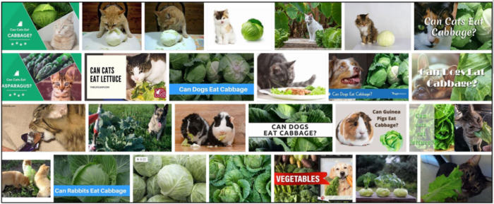 Могут ли кошки есть капусту? Как избежать возможного недоедания