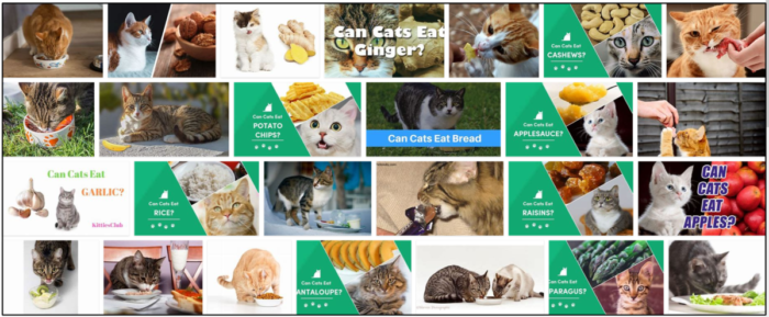 Gatos podem comer gengibre? Uma ótima fonte para ler antes de alimentar