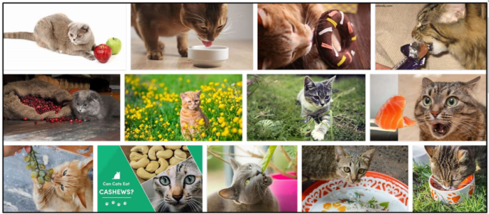 Gatos podem comer couve-de-bruxelas? Leia A melhor maneira de alimentar seu amigo