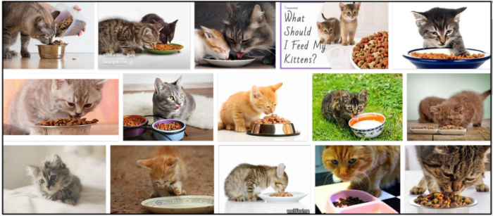 성인 고양이가 새끼 고양이 사료를 먹을 수 있습니까? 알아야 할 모든 것