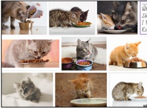 Mohou dospělé kočky jíst krmivo pro koťata? Vše, co potřebujete vědět