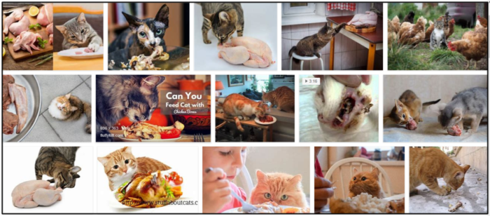 Могут ли кошки есть куриные консервы? Важные советы по питанию вашего питомца