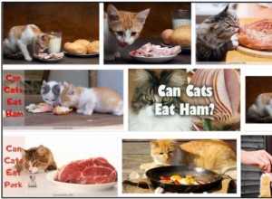 Kunnen katten ham eten? De beste aanpak voor een gezonde voeding