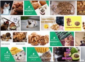 Můžou kočky jíst vlašské ořechy? Je to pro ně dobré nebo ne