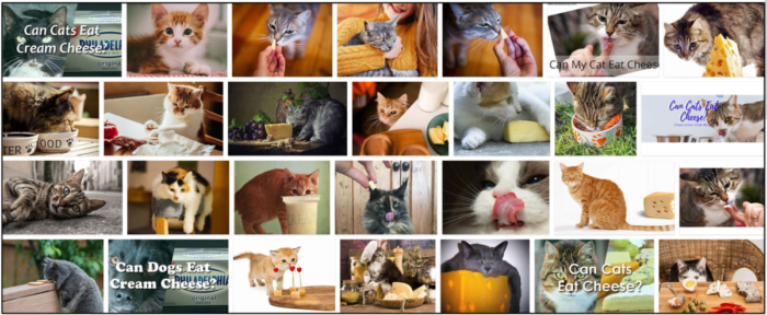 Kan katter äta färskost? Ta en titt på våra expertråd