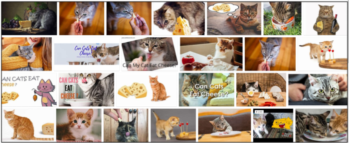 Kan katter äta ost? Här är allt du behöver veta om det