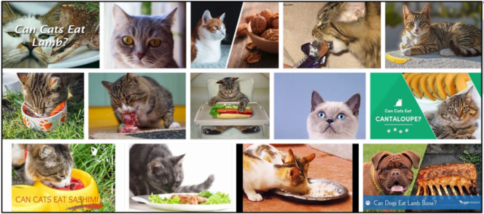 Můžou kočky jíst jehněčí? Líbí se jim to nebo ne