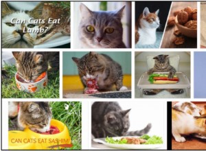 Můžou kočky jíst jehněčí? Líbí se jim to nebo ne