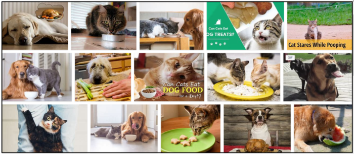 고양이가 개 간식을 먹을 수 있습니까? 애완동물에게 정확하게 먹이를 주는 방법 알아보기