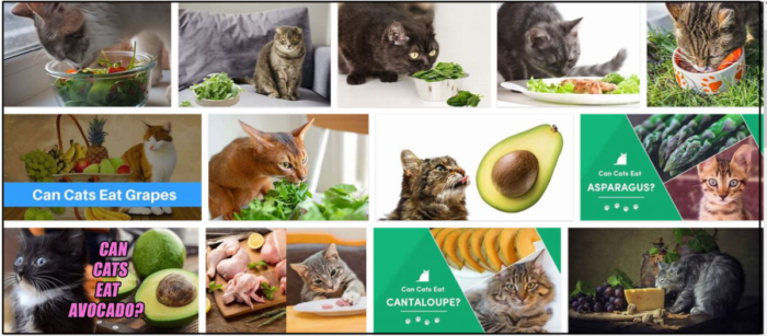 Gatos podem comer rúcula? Aprenda a inacreditável verdade sobre isso