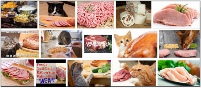 Můžou kočky jíst maso? Mocné návyky, které si osvojíte při jejich krmení