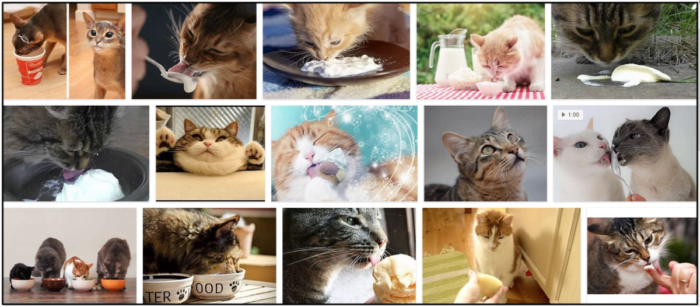 Kunnen katten zure room eten? Een bron van informatie over
