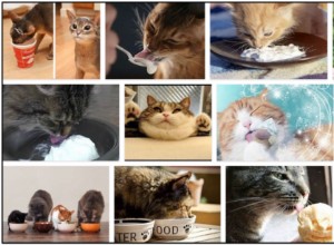 Můžou kočky jíst zakysanou smetanu? Praktický průvodce k přečtení