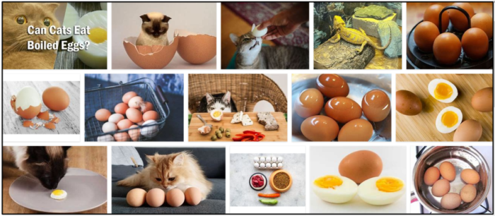 Můžou kočky jíst natvrdo uvařená vejce? Je to pro jejich stravu zdravé, nebo ne