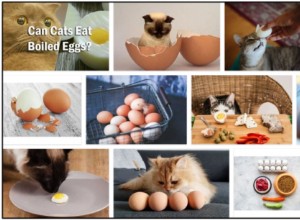 Kunnen katten hardgekookte eieren eten? Is het gezond voor hun dieet of niet