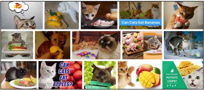 Gatos podem comer manga? Uma fascinante visão dos bastidores