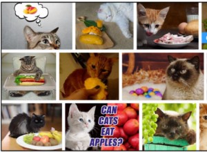 Můžou kočky jíst mango? Fascinující pohled do zákulisí