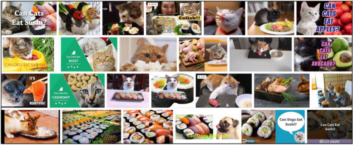 Kunnen katten sushi eten? Lees de beste manier om je vriend(in) te voeden