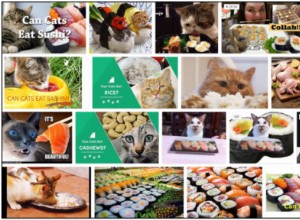 Kunnen katten sushi eten? Lees de beste manier om je vriend(in) te voeden