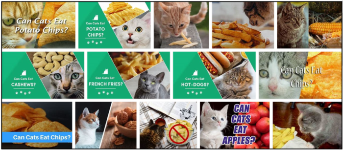 Gatos podem comer batatas fritas? Como alimentar seu amigo com segurança