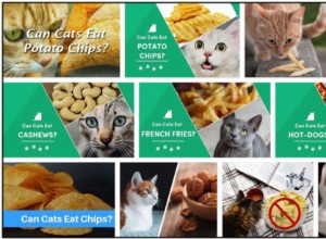 Můžou kočky jíst chipsy? Jak bezpečně nakrmit svého přítele