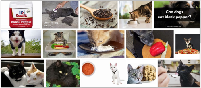 I gatti possono mangiare il pepe nero? Come evitare una possibile malnutrizione
