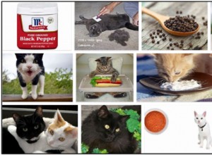 Могут ли кошки есть черный перец? Как избежать возможного недоедания