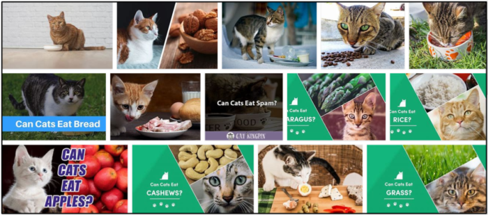 Kunnen katten spam eten? Antwoorden op al uw vragen over een gezond dieet