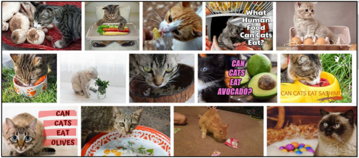 O que os gatos podem comer na geladeira? Como cuidar da dieta deles