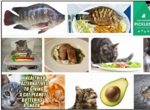 Kunnen katten tilapia eten? Hier is alles wat u erover moet weten