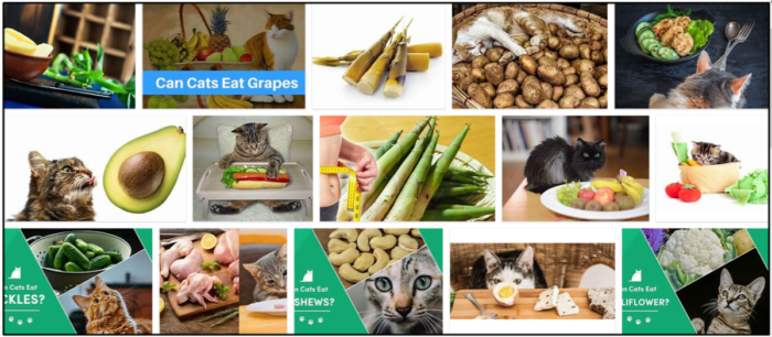 Kan katter äta bambu? Alla fördelar och nackdelar