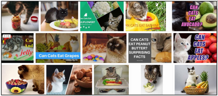 고양이가 젤리를 먹을 수 있습니까? 건강한 식단을 위한 최선의 방법
