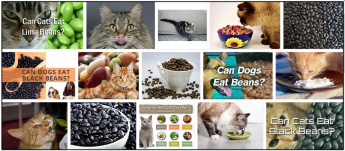 Kunnen katten zwarte bonen eten? Moet je eten of juist vermijden